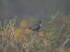 Ring Ouzel at Gunners Park (Steve Arlow) (93613 bytes)